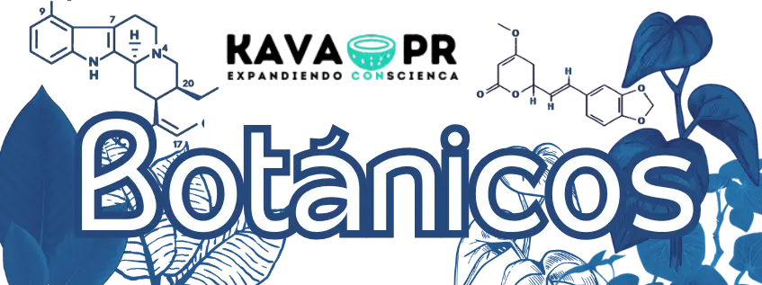 imagen de la palabra Botánicos con algunos dibujos de plantas de kava y kratom y sus moleculas psicoactivas